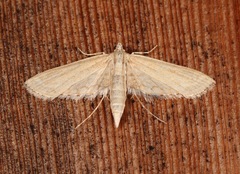Parapoynx allionealis