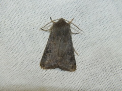Orthosia populeti