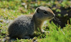 Urocitellus beldingi