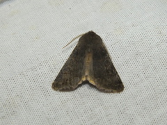 Orthosia populeti