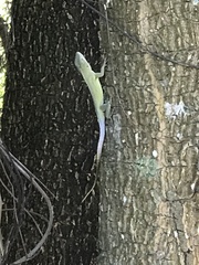 Anolis grahami