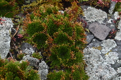 Selaginella tamariscina