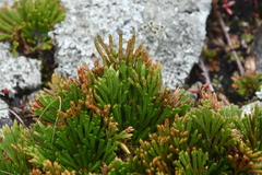Selaginella tamariscina