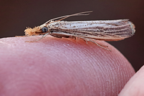 Vagabond Sod Webworm Moth photo 6