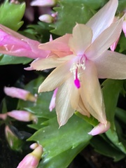 Schlumbergera