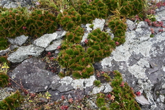 Selaginella tamariscina
