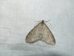 Trichopteryx carpinata