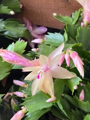 Schlumbergera