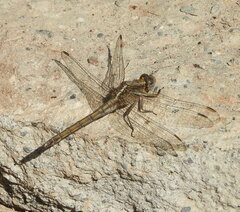 Orthetrum chrysostigma