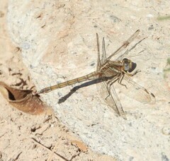 Orthetrum chrysostigma