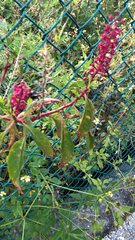 Phytolacca