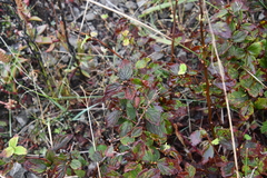 Spiraea ouensanensis