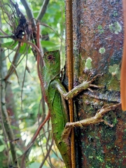 Gonocephalus kuhlii