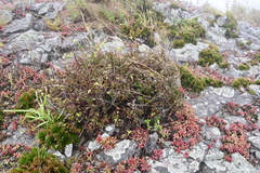 Spiraea ouensanensis