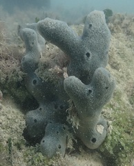 Niphates caycedoi