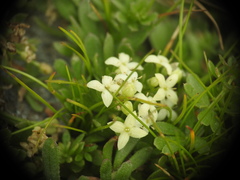 Galium megalospermum