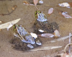 Lithobates chiricahuensis