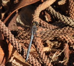 Orthetrum chrysostigma