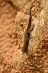 Gonatodes albogularis albogularis
