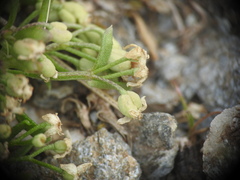 Galium megalospermum