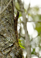 Anolis