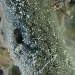 Niphates caycedoi