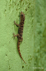 Gonatodes albogularis fuscus