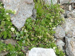 Galium megalospermum
