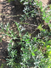 Pelargonium pillansii