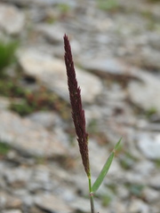 Trisetum spicatum