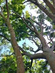 Melicoccus bijugatus