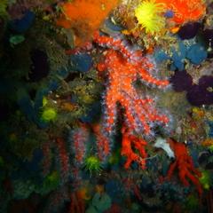 Corallium rubrum