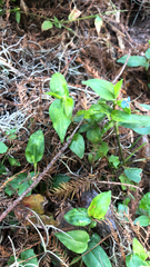 Tradescantia fluminensis