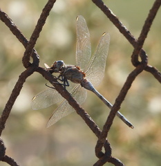 Orthetrum chrysostigma