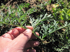 Pelargonium pillansii