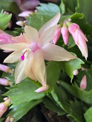 Schlumbergera