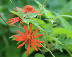 Pseudogynoxys chenopodioides