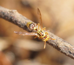 Ropalidia romandi