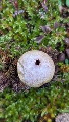 Lycoperdon lividum