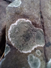 Lecanora helicopis
