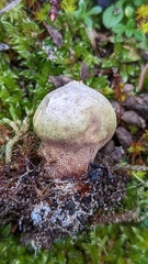 Lycoperdon lividum