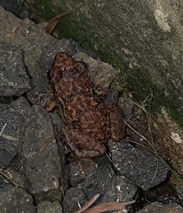 Eleutherodactylus planirostris