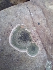 Lecanora helicopis
