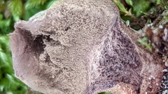 Lycoperdon lividum