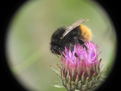 Bombus wurflenii