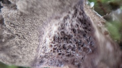 Lycoperdon lividum