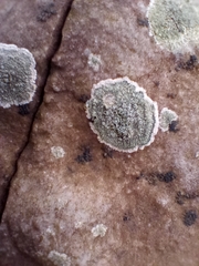 Lecanora helicopis