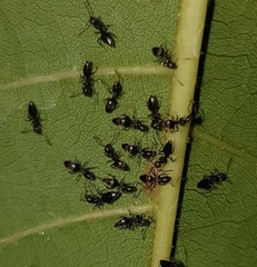 Technomyrmex albipes