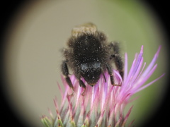 Bombus wurflenii