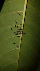 Technomyrmex albipes